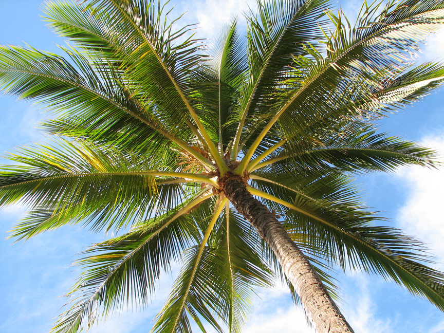 Hawaii Palm Tree bas relief